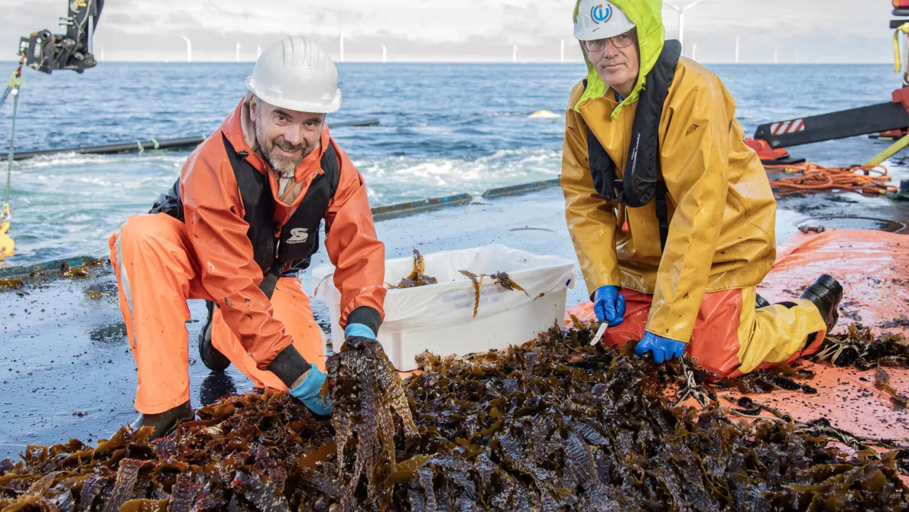 Weltweit erste Algenernte in Offshore-Windpark