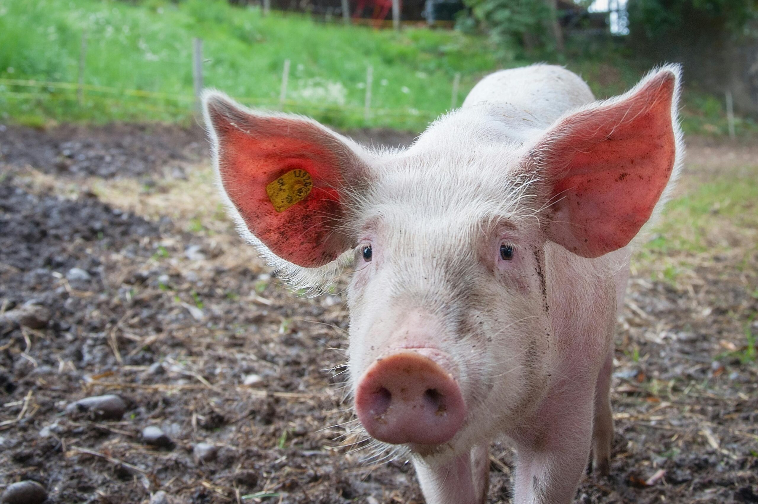 Junges Schwein im Freien auf einem Bauernhof