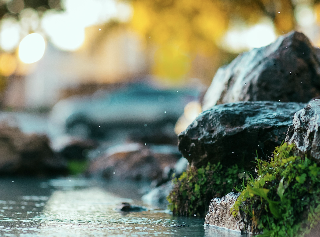 “Nature positive”: Naturschutz als Geschäftsmodell für morgen.